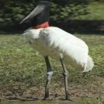 image of bird