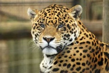 image of jaguar