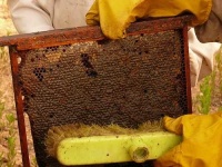 image of honeycomb