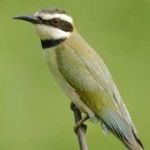 image of white_throated_bee_eater #7