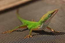 image of american_chameleon