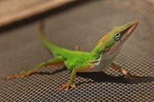 image of american_chameleon #34