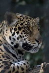 image of jaguar_car
