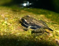 image of tailed_frog
