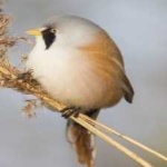 image of bird