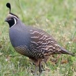 image of bird
