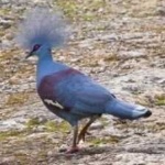 image of bird