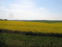 image of rapeseed