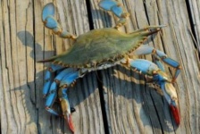 image of animal
