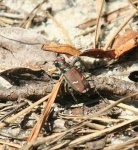 image of tiger_beetle #17