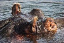 image of hippopotamus