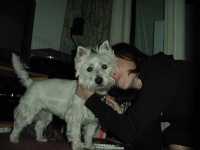 image of west_highland_white_terrier