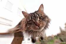image of maine_coon #33