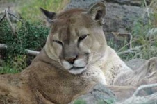image of cougar