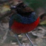 image of red_bellied_pitta #34