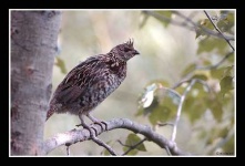 image of grouse #27