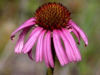 image of flower