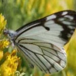 image of animal