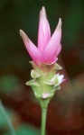 image of flower