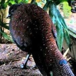 image of bird