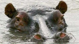 image of hippopotamus