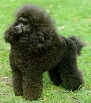 image of toy_poodle