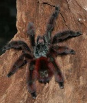 image of tarantula