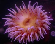 image of sea_anemone