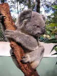 image of koala