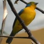 image of bird