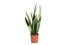 image of house_plant