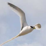 image of bird