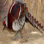 image of bird