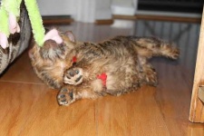 image of norwich_terrier