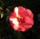 image of flower