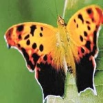image of mark_butterfly #11