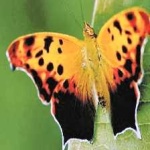image of animal