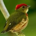 image of bird