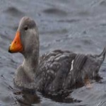 image of bird