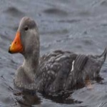 image of steamer_duck #25