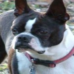 image of animal
