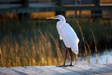 image of american_egret