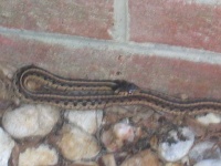 image of night_snake