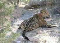image of jaguar_car