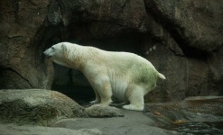 image of animal