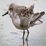 image of bird