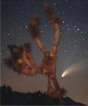 image of joshua_tree