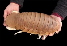 image of isopod