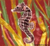 image of sea_horse
