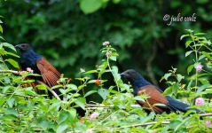 image of coucal #30